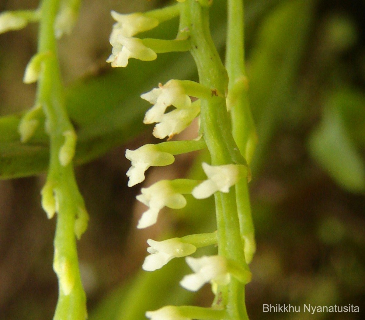 Schoenorchis nivea (Lindl.) Schltr.